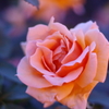 NightBlue Rose