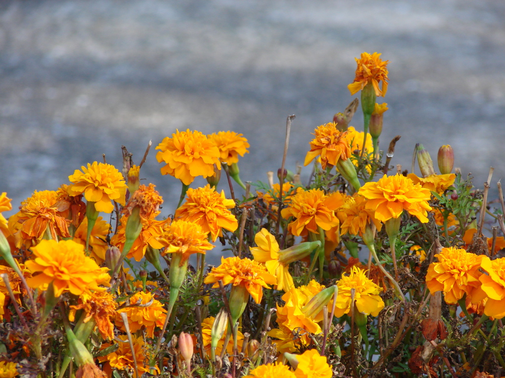 咲き連ねる花