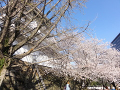 城下の桜
