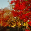 真紅の庭園