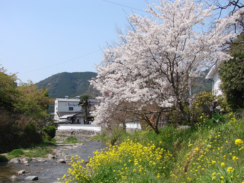 春のコントラスト