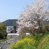 春のコントラスト