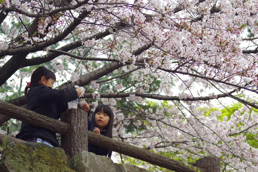 花見日和