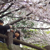 花見日和