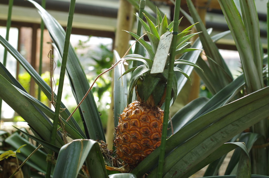 南国果実は天高く
