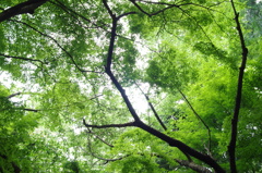 静寂の空を見上げて