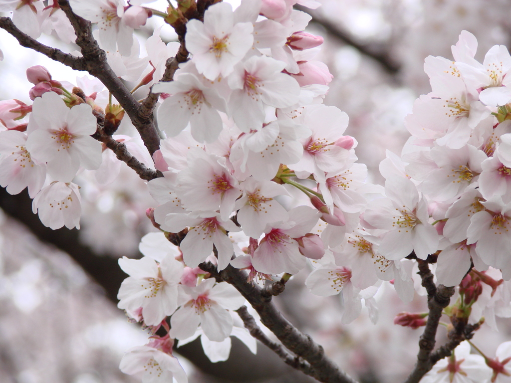 桜日和