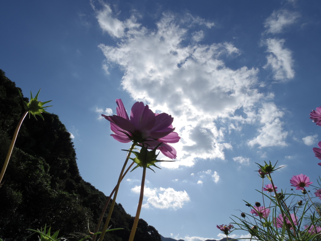 秋空に秋桜の押し花