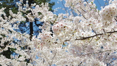 桜爛漫