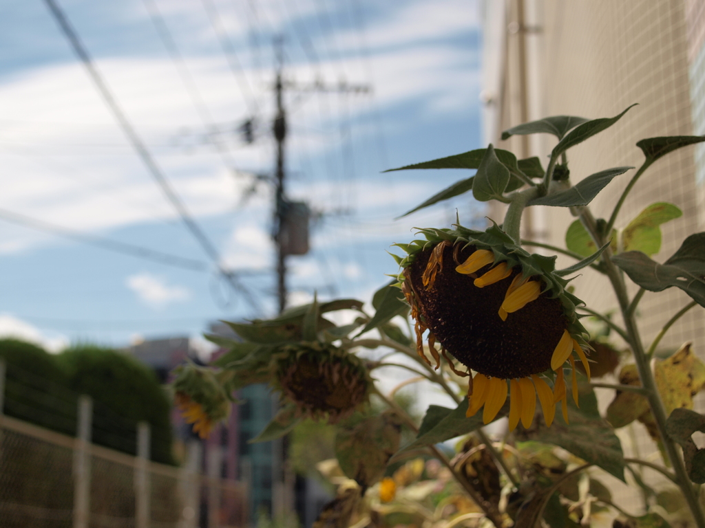 夏の陰りに