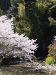 水面の桜