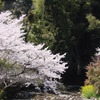 水面の桜