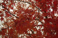 深紅に染まる