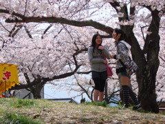 桜の木の下で