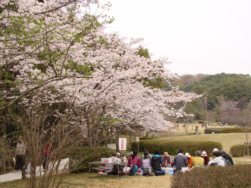 桜の袂、宴の日和。