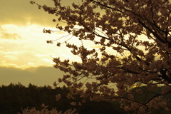 Sunrise Orange