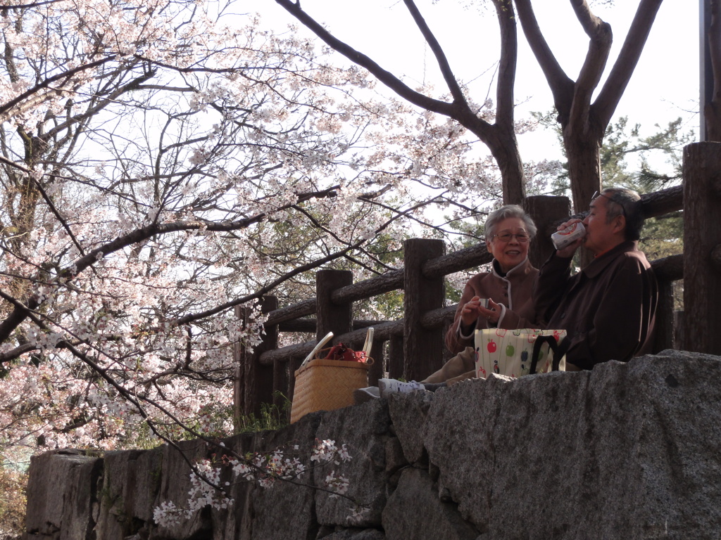花見酒