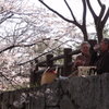 花見酒