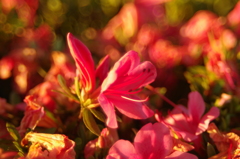 夕焼け花壇
