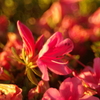夕焼け花壇