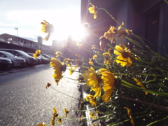 夕焼けの日差し