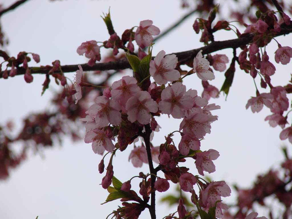 早咲きの桜