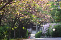 それは舞い散る桜のように