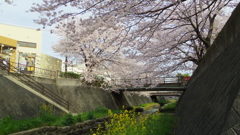 川辺の春の彩り