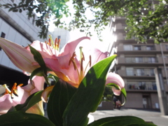 夕日より鮮やかに