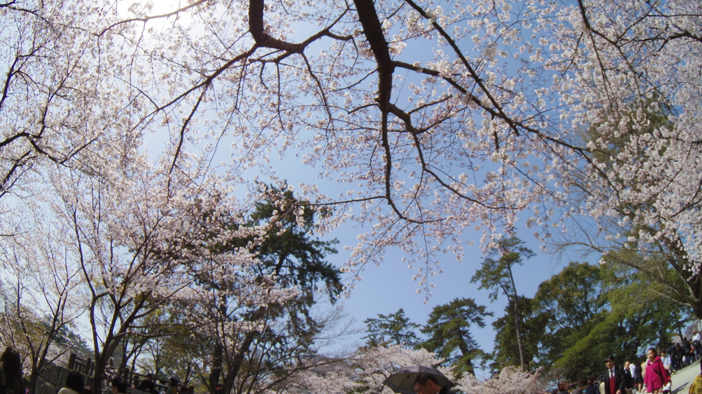 見上げれば、桜の空