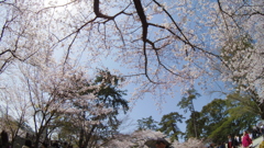 見上げれば、桜の空