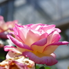 Rose Pink