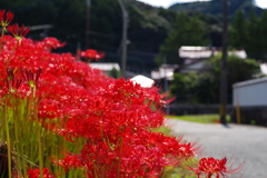 田園の散歩道