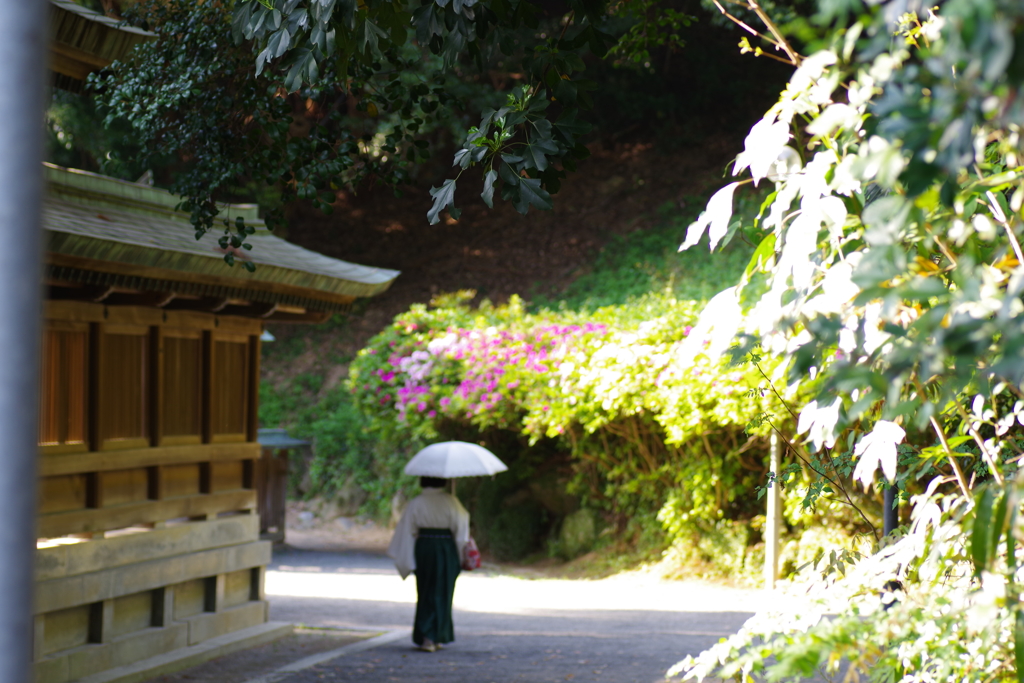 初夏の日和と、主の日傘と。