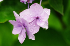 梅雨の恵み