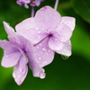 梅雨の恵み