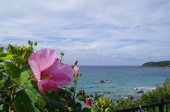 潮風と、一輪の花
