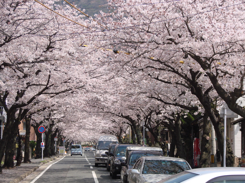 桜のトンネル