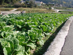 キャベツ畑