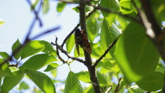 夏の息吹