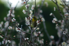 春の来訪者