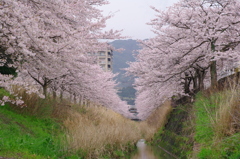 桜花絢爛