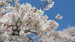 春のコントラスト