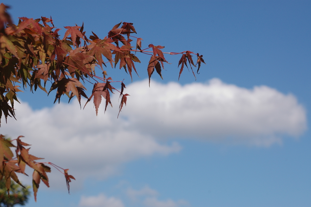 秋空キャンバス