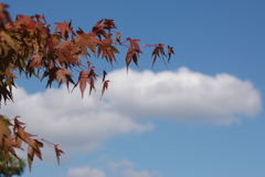 秋空キャンバス