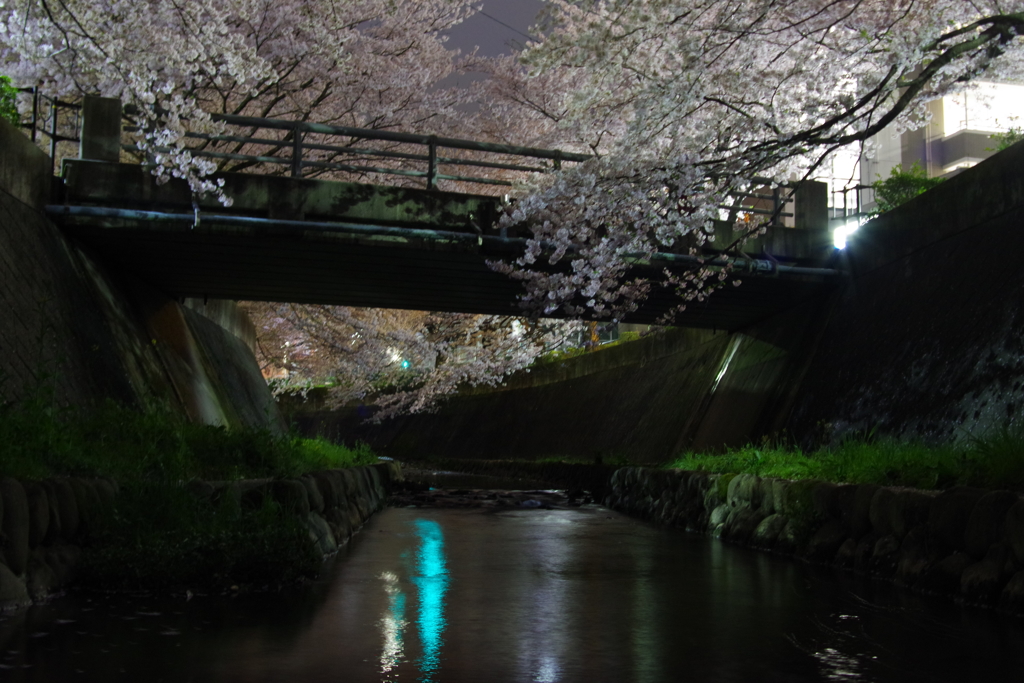 水面に映る夜桜