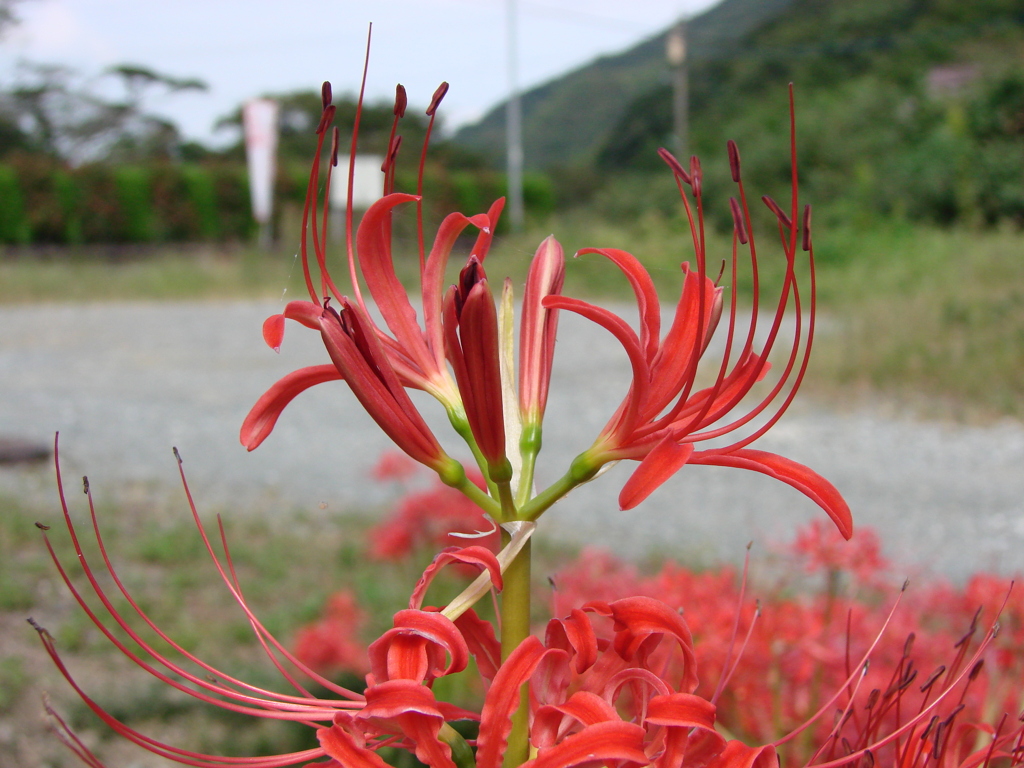 彼岸花