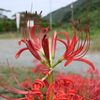 彼岸花