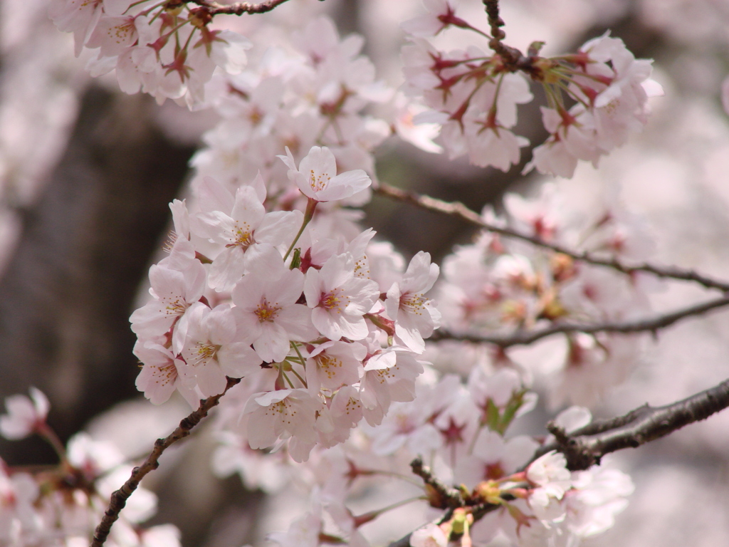 桜の彩り