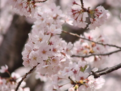 桜の彩り